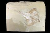 Cretaceous Ray (Rhombopterygia) - Lebanon #163539-3